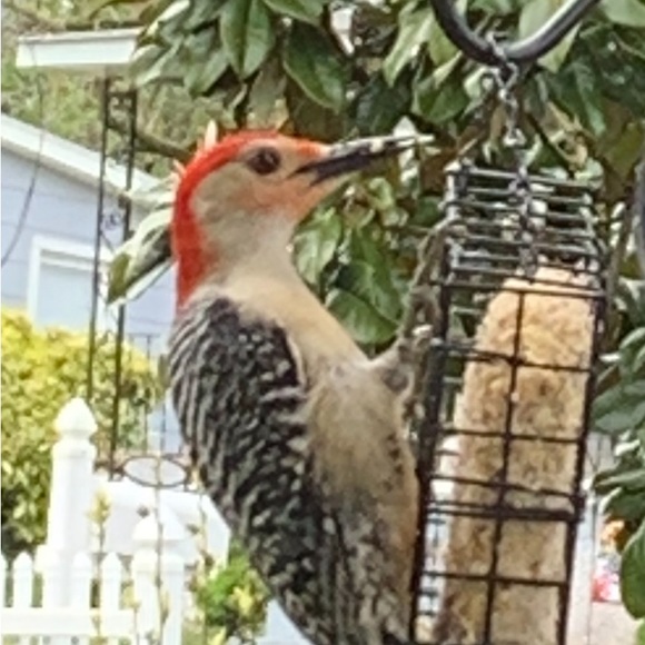 Meet your Posher, Terri lynn - Picture 15 of 16